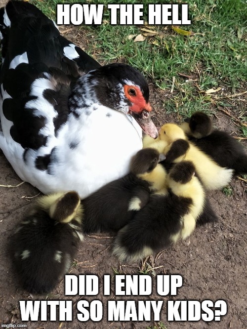 HOW THE HELL; DID I END UP WITH SO MANY KIDS? | image tagged in ducks,duckling | made w/ Imgflip meme maker