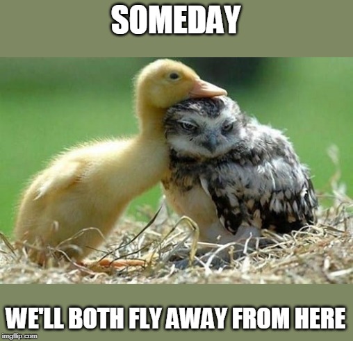 SOMEDAY; WE'LL BOTH FLY AWAY FROM HERE | image tagged in duckling,owl | made w/ Imgflip meme maker