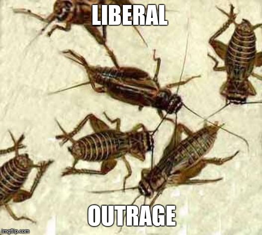 Crickets | LIBERAL OUTRAGE | image tagged in crickets | made w/ Imgflip meme maker