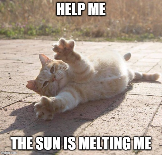 HELP ME; THE SUN IS MELTING ME | image tagged in cats,funny cats | made w/ Imgflip meme maker