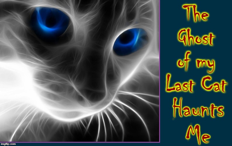 His Name was Mewford | The Ghost of my Last Cat; Haunts Me | image tagged in vince vance,cats,cat meme,ghosts,blue eyes,feline | made w/ Imgflip meme maker