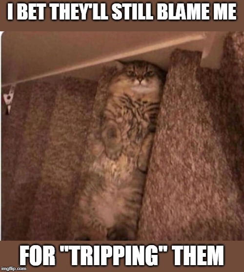 I BET THEY'LL STILL BLAME ME; FOR "TRIPPING" THEM | image tagged in cats,funny cats | made w/ Imgflip meme maker