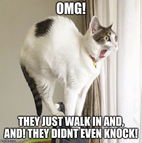 WTF CAT | OMG! THEY JUST WALK IN AND, AND! THEY DIDNT EVEN KNOCK! | image tagged in wtf cat | made w/ Imgflip meme maker
