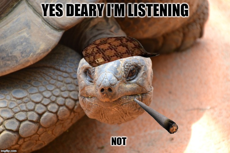 funny tortoise Memes & GIFs - Imgflip