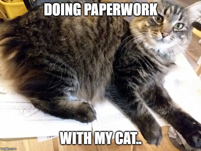 Paperwork with my cat | DOING PAPERWORK; WITH MY CAT.. | image tagged in paperwork,cat | made w/ Imgflip meme maker