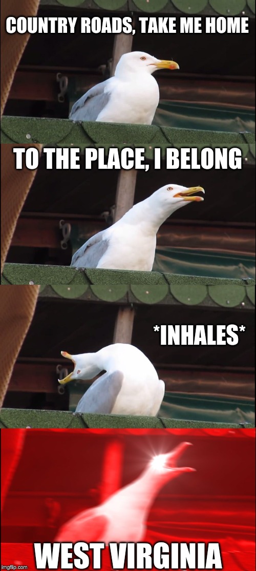 west virginia seagull |  COUNTRY ROADS, TAKE ME HOME; TO THE PLACE, I BELONG; *INHALES*; WEST VIRGINIA | image tagged in memes,inhaling seagull,seagull,john denver,west virginia | made w/ Imgflip meme maker