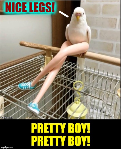 Word of the Day is Legs. Spread the Word. | NICE LEGS! \; PRETTY BOY! PRETTY BOY! | image tagged in vince vance,parrot,barbie,legs,tweety bird,sexy legs | made w/ Imgflip meme maker