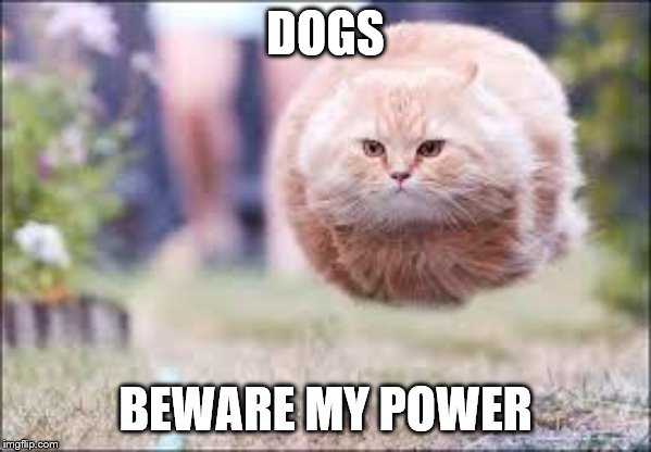 flying cat ball | DOGS; BEWARE MY POWER | image tagged in flying cat ball | made w/ Imgflip meme maker
