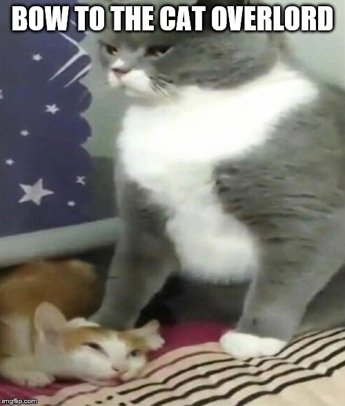 Big Cat Bullying Little Cat | BOW TO THE CAT OVERLORD | image tagged in big cat bullying little cat | made w/ Imgflip meme maker