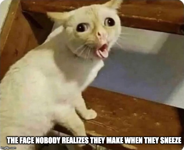 Sneezing Be Like | THE FACE NOBODY REALIZES THEY MAKE WHEN THEY SNEEZE | image tagged in cats,sneezing | made w/ Imgflip meme maker