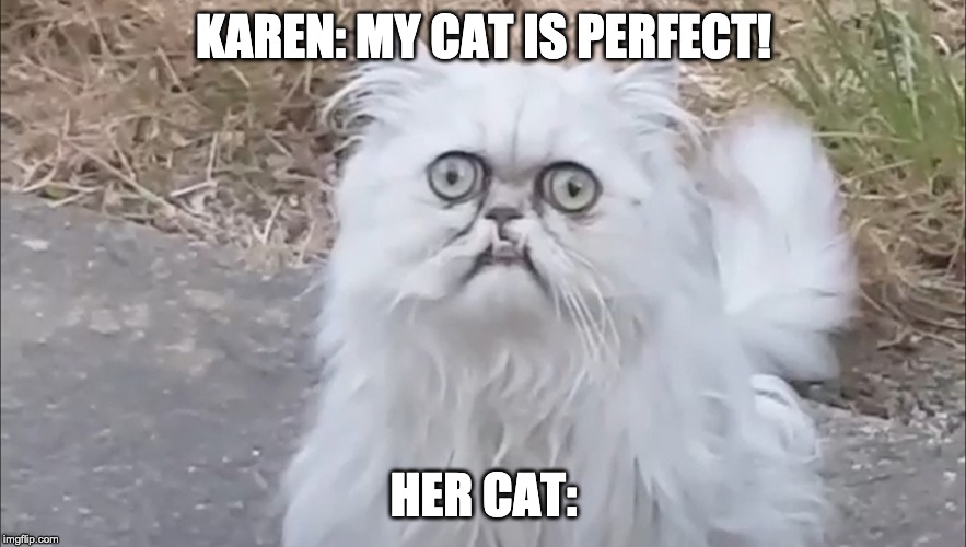 Karen's Cat | KAREN: MY CAT IS PERFECT! HER CAT: | image tagged in cats,ugly,karen | made w/ Imgflip meme maker