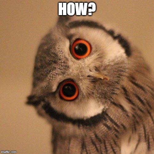 inquisitve owl | HOW? | image tagged in inquisitve owl | made w/ Imgflip meme maker