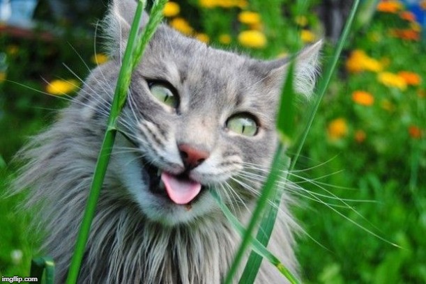 Silly Cat | image tagged in silly cat | made w/ Imgflip meme maker