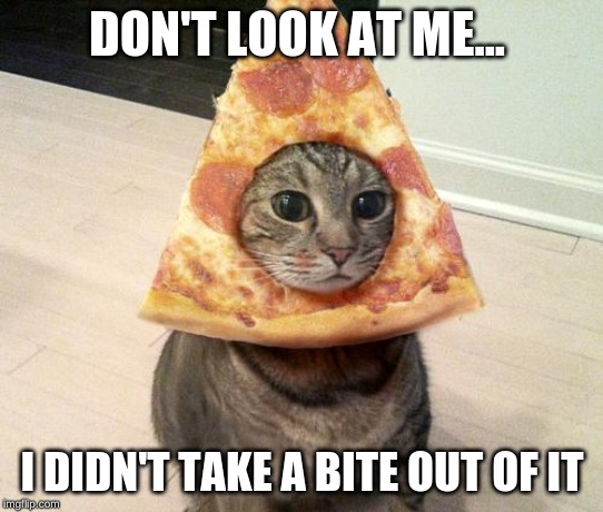 pizza cat | DON'T LOOK AT ME... I DIDN'T TAKE A BITE OUT OF IT | image tagged in pizza cat | made w/ Imgflip meme maker