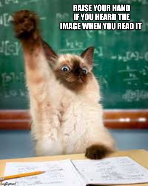 Raised hand cat | RAISE YOUR HAND IF YOU HEARD THE IMAGE WHEN YOU READ IT | image tagged in raised hand cat | made w/ Imgflip meme maker