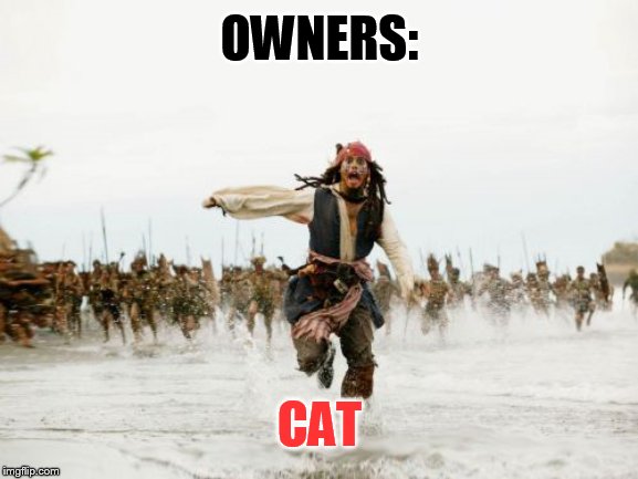 Every cat owner knows it! | OWNERS:; CAT | image tagged in memes,jack sparrow being chased,cat,cats,funny cat memes,cat memes | made w/ Imgflip meme maker