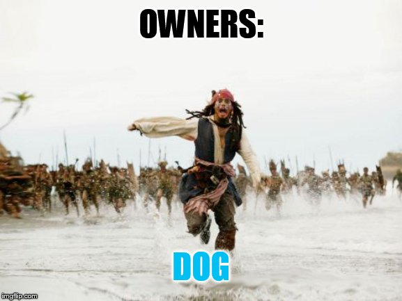 Jack Sparrow Being Chased | OWNERS:; DOG | image tagged in memes,jack sparrow being chased | made w/ Imgflip meme maker