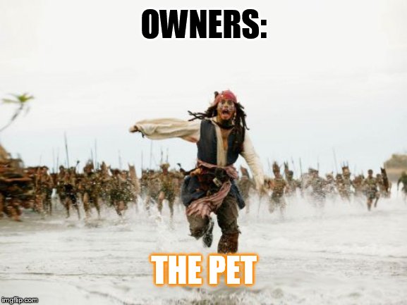 The pets and owners=⬇ | OWNERS:; THE PET | image tagged in memes,jack sparrow being chased,pets,owner | made w/ Imgflip meme maker