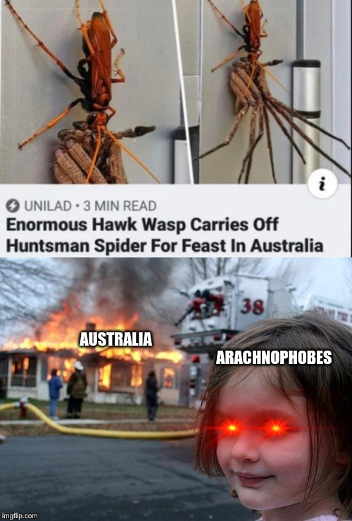 australia |  AUSTRALIA; ARACHNOPHOBES | image tagged in memes,disaster girl,spider,australia,wasp,arachnophobia | made w/ Imgflip meme maker