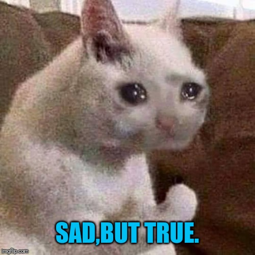 Sad but proud cat | SAD,BUT TRUE. | image tagged in sad but proud cat | made w/ Imgflip meme maker