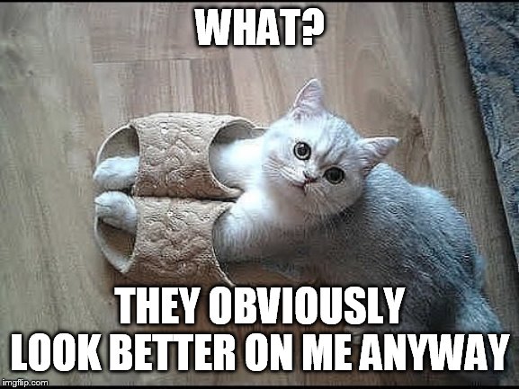 WHAT? THEY OBVIOUSLY LOOK BETTER ON ME ANYWAY | image tagged in funny,cat,meme | made w/ Imgflip meme maker