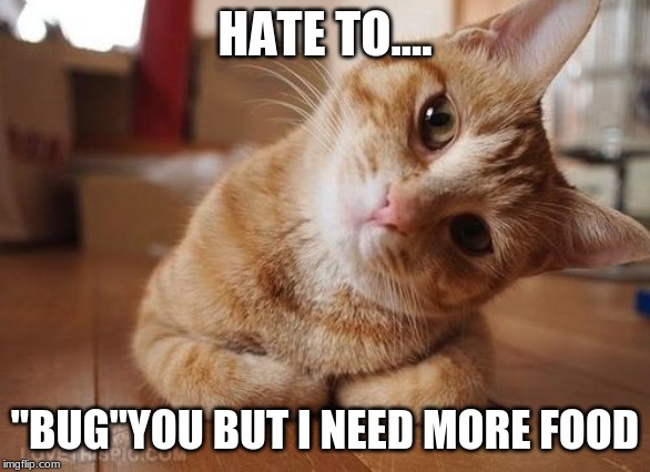 Curious Question Cat | HATE TO.... "BUG"YOU BUT I NEED MORE FOOD | image tagged in curious question cat | made w/ Imgflip meme maker