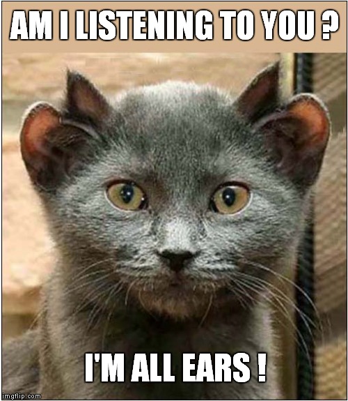 Yoda The Four Eared Cat |  AM I LISTENING TO YOU ? I'M ALL EARS ! | image tagged in fun,cats,sayings | made w/ Imgflip meme maker