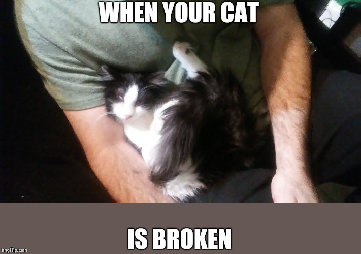 HE JUST LAYED ON ME, AND STAYED LIKE THAT FOR HALF AN HOUR. | WHEN YOUR CAT; IS BROKEN | image tagged in cats,funny cats,sleepy cat | made w/ Imgflip meme maker