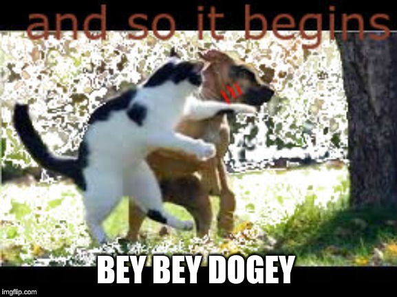 bey bey dogey | BEY BEY DOGEY | image tagged in cats | made w/ Imgflip meme maker