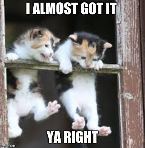 kittens | I ALMOST GOT IT; YA RIGHT | image tagged in kittens | made w/ Imgflip meme maker