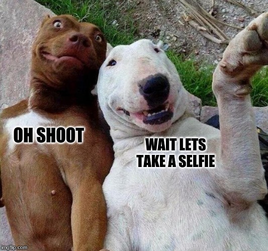 selfie dogs | OH SHOOT; WAIT LETS TAKE A SELFIE | image tagged in selfie dogs | made w/ Imgflip meme maker