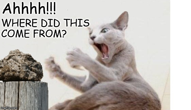 Cat shit post | Ahhhh!!! WHERE DID THIS 
COME FROM? | image tagged in shit post,surprised cat | made w/ Imgflip meme maker