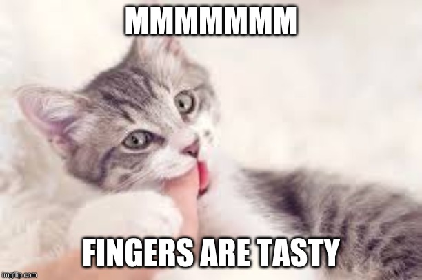 cats | MMMMMMM; FINGERS ARE TASTY | image tagged in cats | made w/ Imgflip meme maker