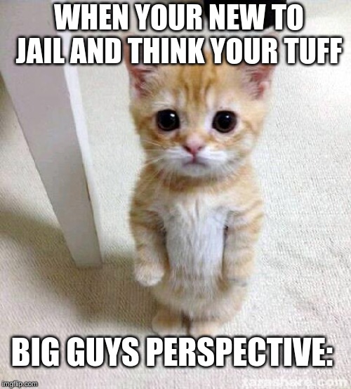 Cute Cat Meme | WHEN YOUR NEW TO JAIL AND THINK YOUR TUFF; BIG GUYS PERSPECTIVE: | image tagged in memes,cute cat | made w/ Imgflip meme maker