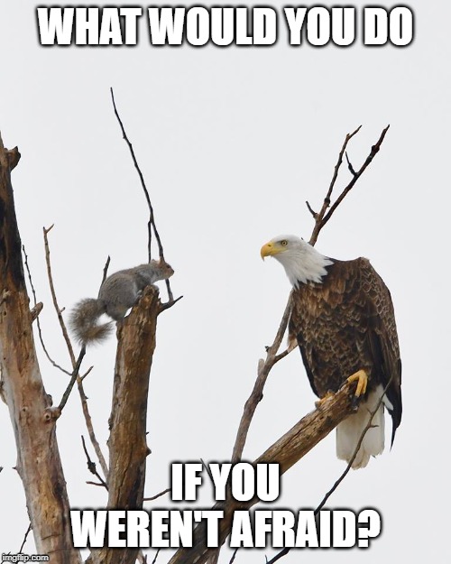 squirrel faces down Eagle | WHAT WOULD YOU DO; IF YOU WEREN'T AFRAID? | image tagged in squirrel faces down eagle | made w/ Imgflip meme maker
