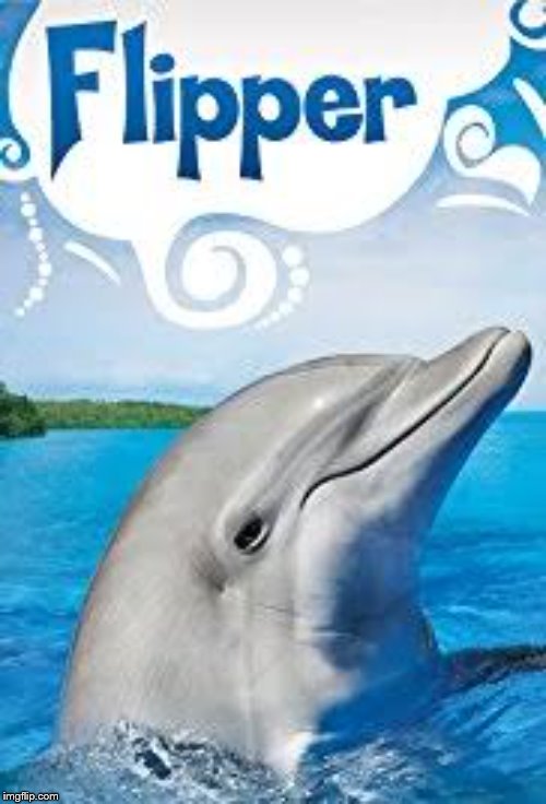 Flipper | image tagged in flipper | made w/ Imgflip meme maker