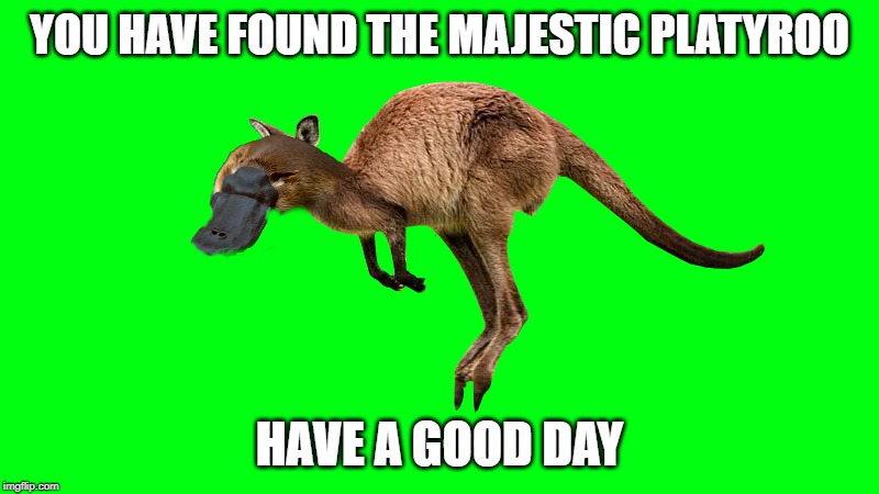 Platyroo | YOU HAVE FOUND THE MAJESTIC PLATYROO; HAVE A GOOD DAY | image tagged in platypus,kangaroo,platyroo | made w/ Imgflip meme maker