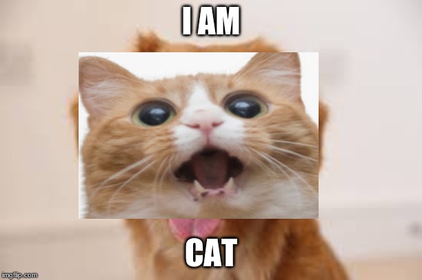 I AM; CAT | image tagged in catdog,its a trap | made w/ Imgflip meme maker