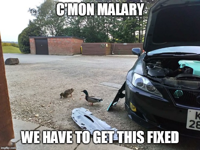 C'MON MALARY; WE HAVE TO GET THIS FIXED | image tagged in duck,ducks | made w/ Imgflip meme maker