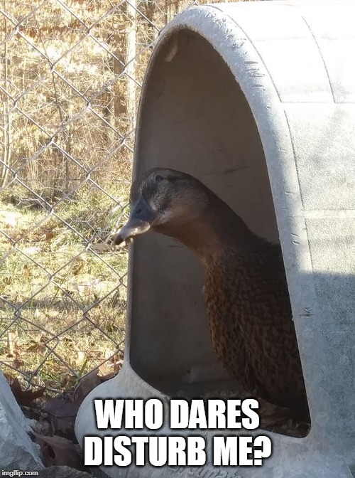 WHO DARES DISTURB ME? | image tagged in ducks,duck | made w/ Imgflip meme maker