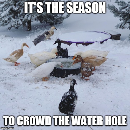 HAVE TO SMASH THE WATER BUCKET OPEN EVERY MORNING | IT'S THE SEASON; TO CROWD THE WATER HOLE | image tagged in duck,ducks | made w/ Imgflip meme maker