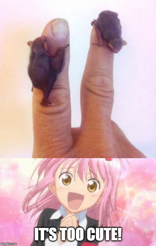 IT'S TOO CUTE! | image tagged in aww anime girl,memes,bats,anime girl | made w/ Imgflip meme maker