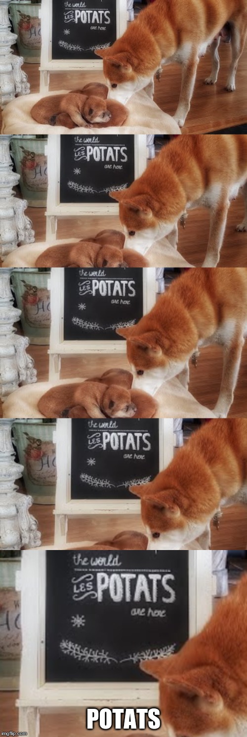 POTATS | POTATS | image tagged in potats,shiba inu,cute puppies | made w/ Imgflip meme maker