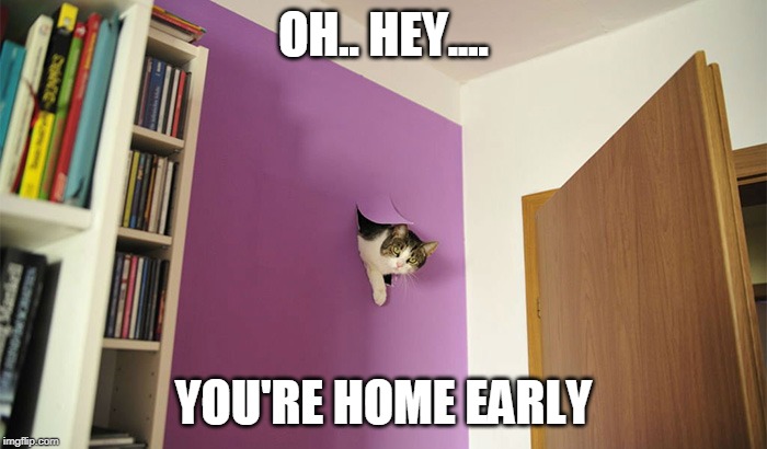 SECRET HIDING SPOT | OH.. HEY.... YOU'RE HOME EARLY | image tagged in cats,funny cats | made w/ Imgflip meme maker