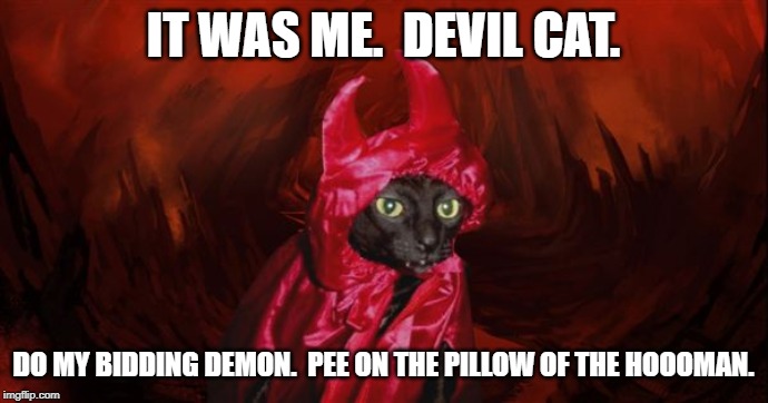 Demon Cat | IT WAS ME.  DEVIL CAT. DO MY BIDDING DEMON.  PEE ON THE PILLOW OF THE HOOOMAN. | image tagged in demon cat | made w/ Imgflip meme maker