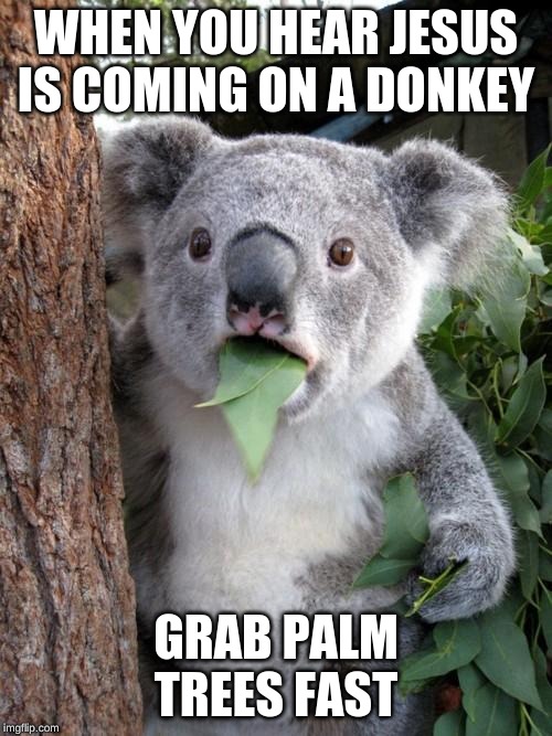 Surprised Koala | WHEN YOU HEAR JESUS IS COMING ON A DONKEY; GRAB PALM TREES FAST | image tagged in memes,surprised koala | made w/ Imgflip meme maker