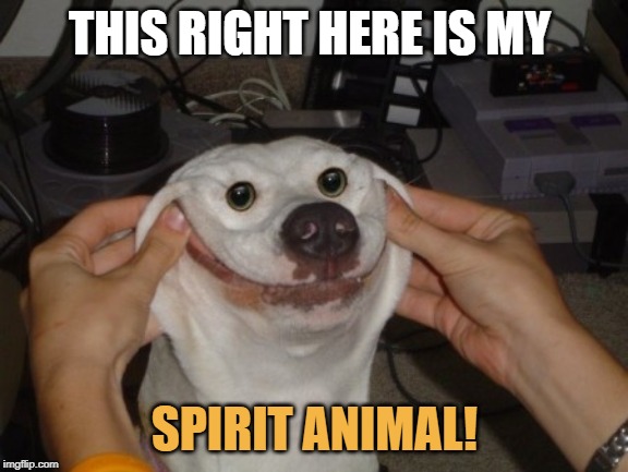 wierd dog | THIS RIGHT HERE IS MY; SPIRIT ANIMAL! | image tagged in wierd dog | made w/ Imgflip meme maker