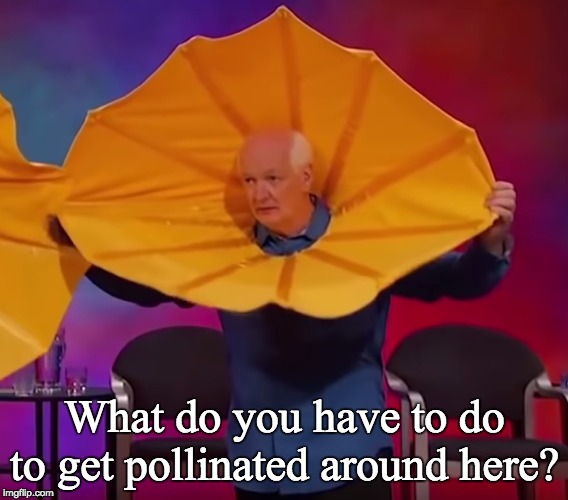 Meanwhile, in the mind of every man in existence.... | What do you have to do to get pollinated around here? | image tagged in flower,whose line is it anyway | made w/ Imgflip meme maker