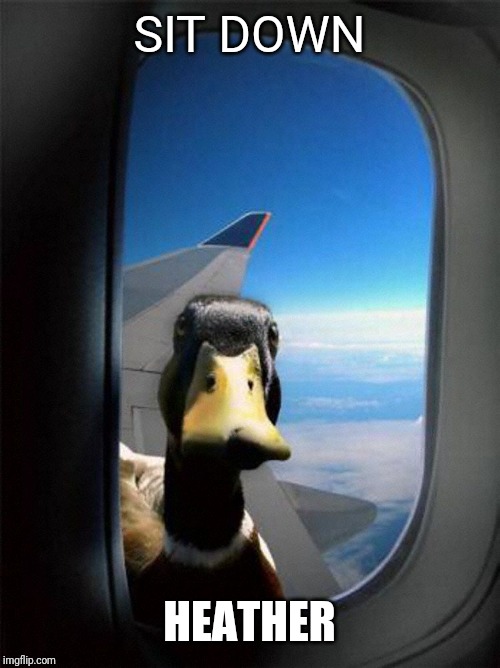 Airplane Duck |  SIT DOWN; HEATHER | image tagged in airplane duck | made w/ Imgflip meme maker