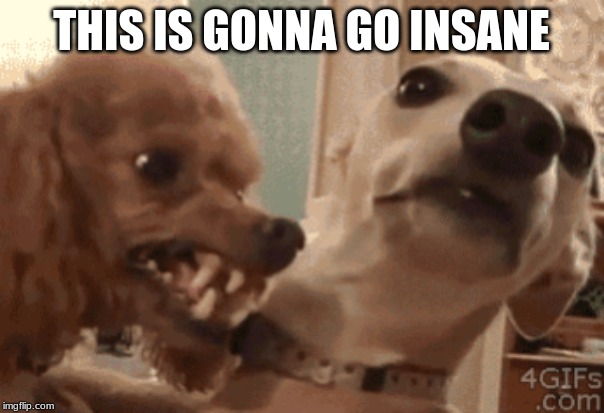 Angry Doog | THIS IS GONNA GO INSANE | image tagged in angry doog | made w/ Imgflip meme maker